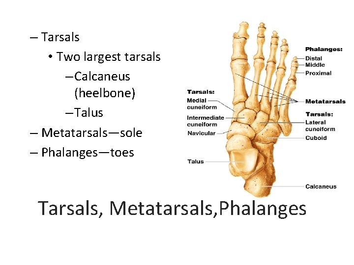 – Tarsals • Two largest tarsals – Calcaneus (heelbone) – Talus – Metatarsals—sole –