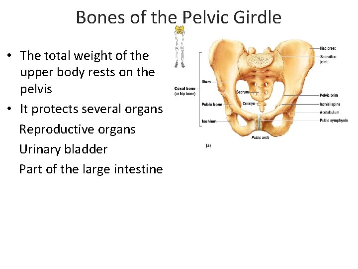 Bones of the Pelvic Girdle • The total weight of the upper body rests