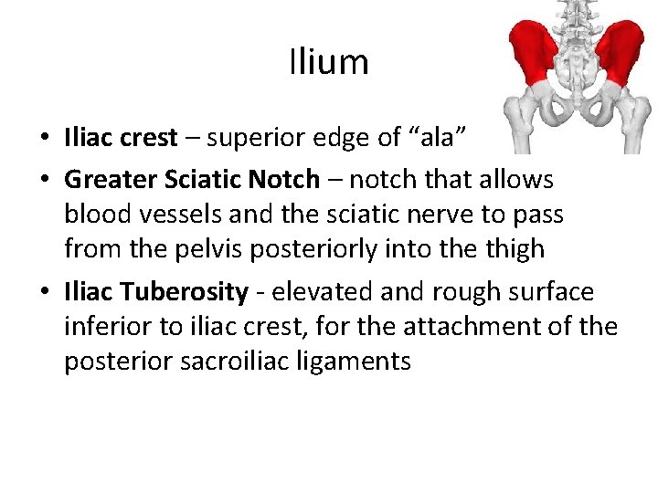 Ilium • Iliac crest – superior edge of “ala” • Greater Sciatic Notch –