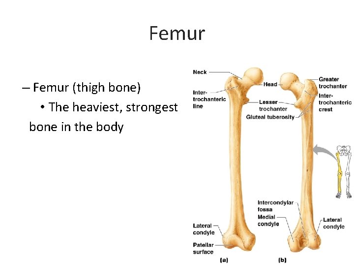 Femur – Femur (thigh bone) • The heaviest, strongest bone in the body 