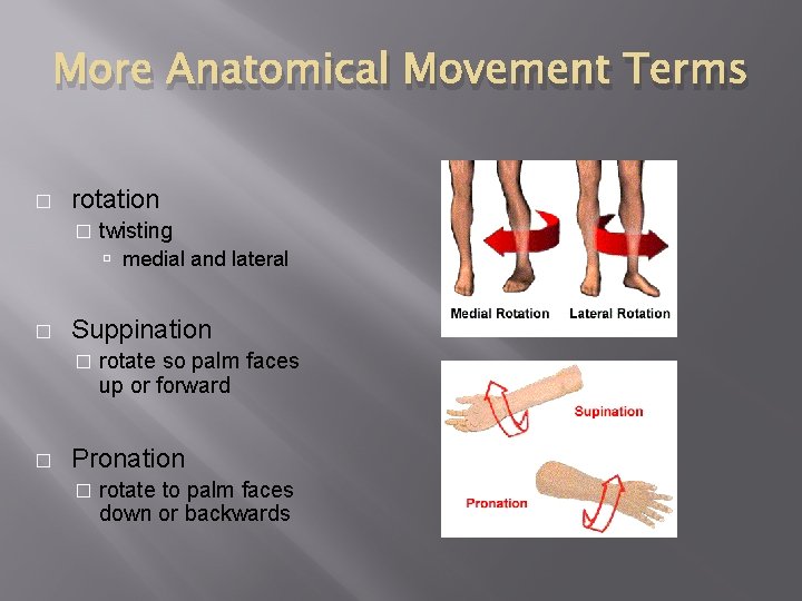 More Anatomical Movement Terms � rotation � twisting medial and lateral � Suppination �