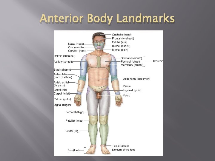 Anterior Body Landmarks 