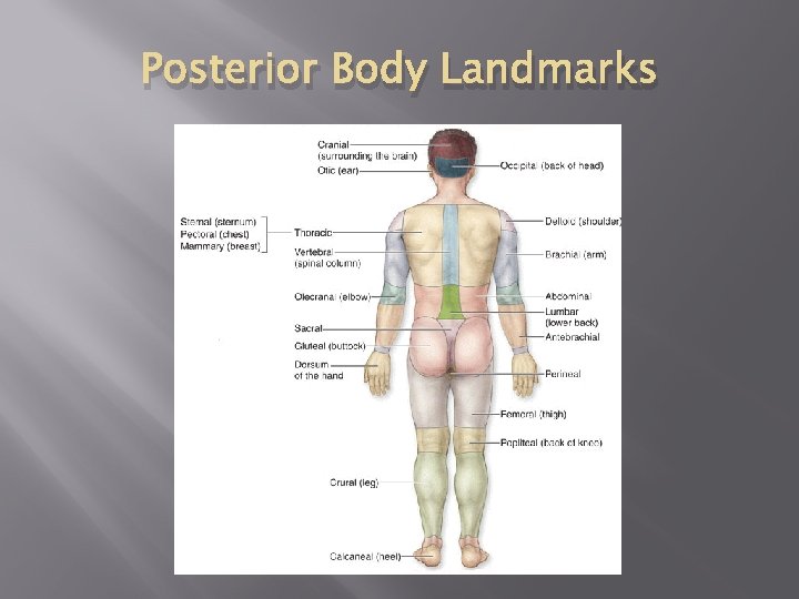 Posterior Body Landmarks 