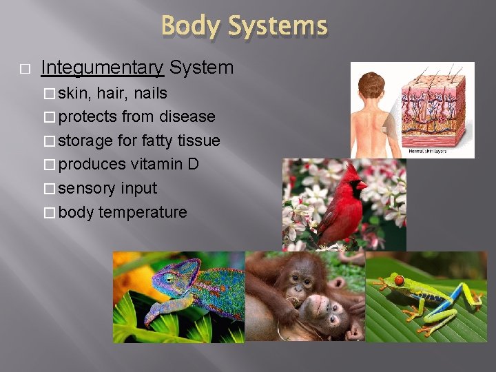 Body Systems � Integumentary System � skin, hair, nails � protects from disease �