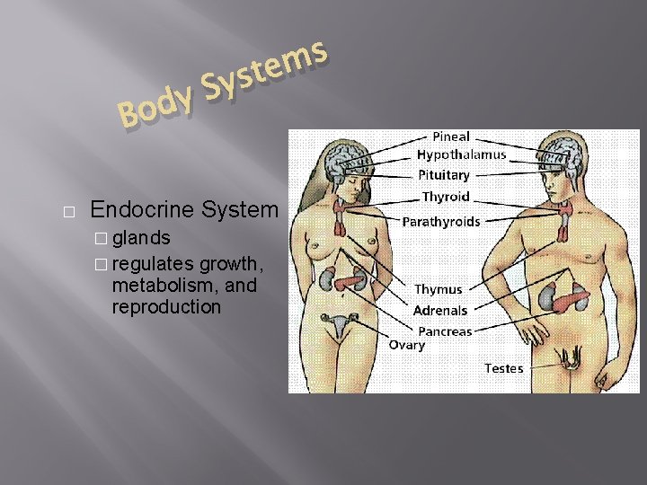 Bo � s m e t s y S dy Endocrine System � glands