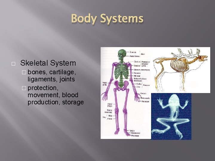 Body Systems � Skeletal System � bones, cartilage, ligaments, joints � protection, movement, blood