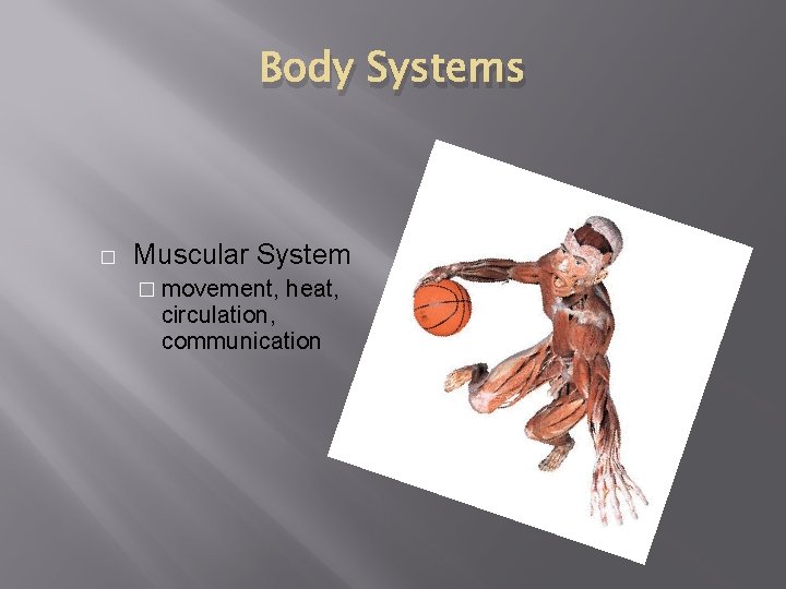 Body Systems � Muscular System � movement, heat, circulation, communication 