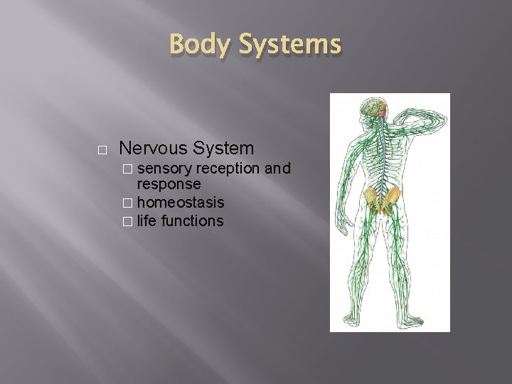 Body Systems � Nervous System � sensory reception and response � homeostasis � life