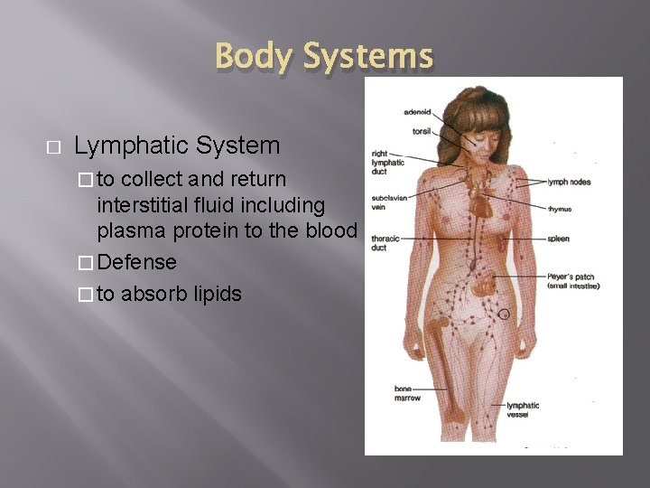 Body Systems � Lymphatic System � to collect and return interstitial fluid including plasma
