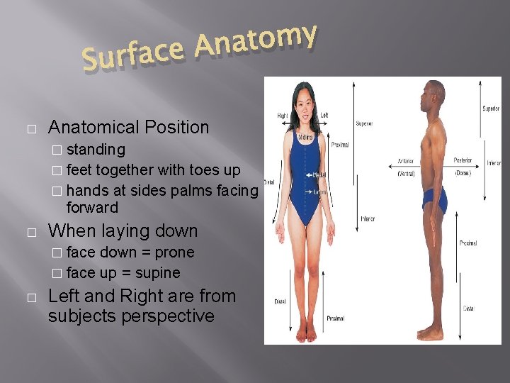 y m o t a n A e c a Surf � Anatomical Position