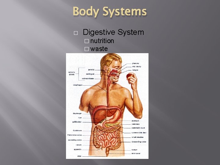 Body Systems � Digestive System � nutrition � waste 