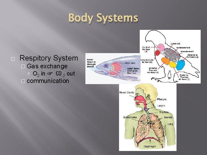 Body Systems � Respitory System � Gas exchange O 2 in ☞ CO 2