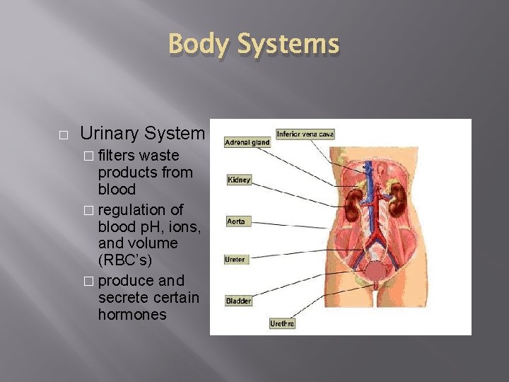 Body Systems � Urinary System � filters waste products from blood � regulation of