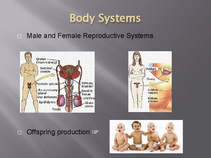 Body Systems � Male and Female Reproductive Systems � Offspring production ☞ 