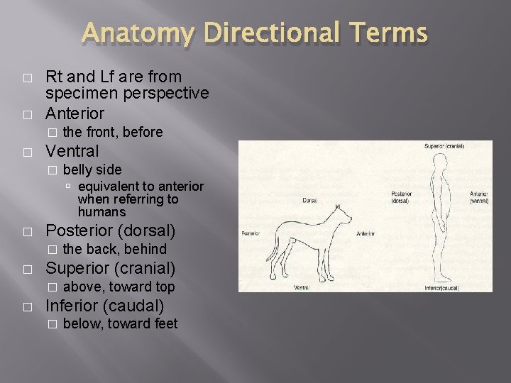 Anatomy Directional Terms � � Rt and Lf are from specimen perspective Anterior �