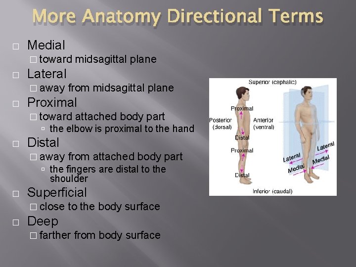 More Anatomy Directional Terms � Medial � toward � Lateral � away � midsagittal