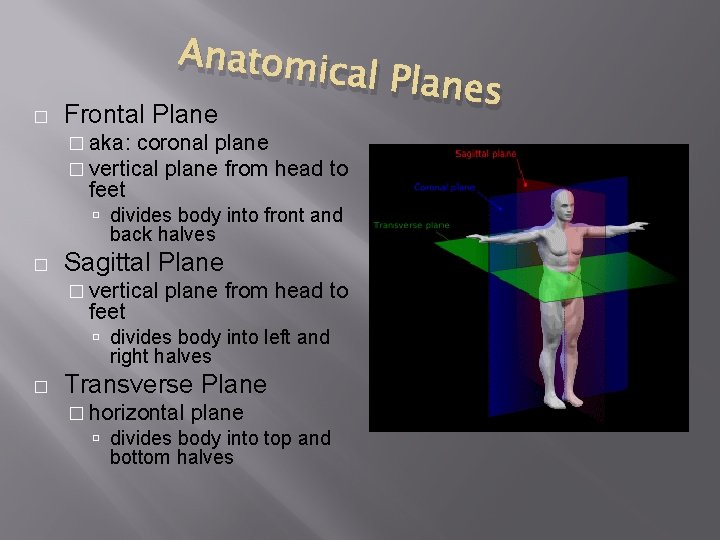 Anatomi � Frontal Plane � aka: coronal plane � vertical plane from feet cal
