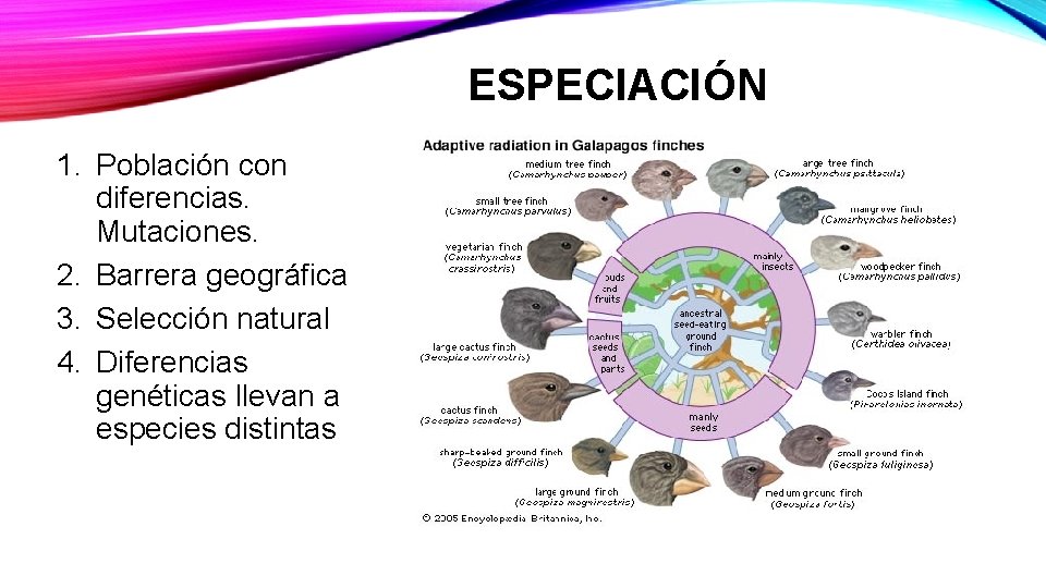 ESPECIACIÓN 1. Población con diferencias. Mutaciones. 2. Barrera geográfica 3. Selección natural 4. Diferencias