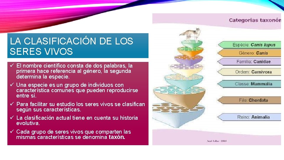 LA CLASIFICACIÓN DE LOS SERES VIVOS ü El nombre científico consta de dos palabras,