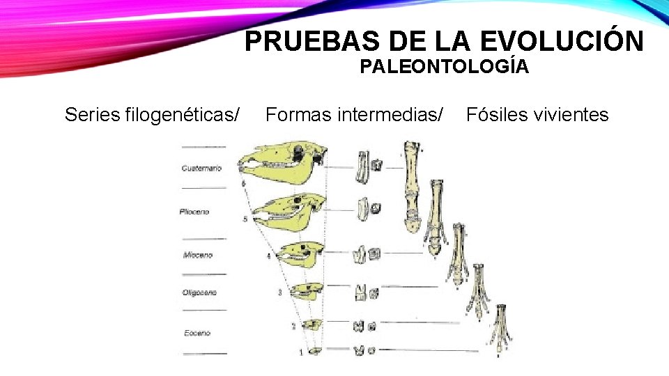 PRUEBAS DE LA EVOLUCIÓN PALEONTOLOGÍA Series filogenéticas/ Formas intermedias/ Fósiles vivientes 