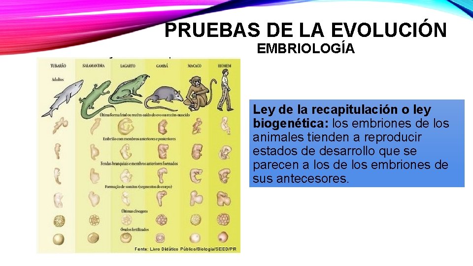 PRUEBAS DE LA EVOLUCIÓN EMBRIOLOGÍA Ley de la recapitulación o ley biogenética: los embriones