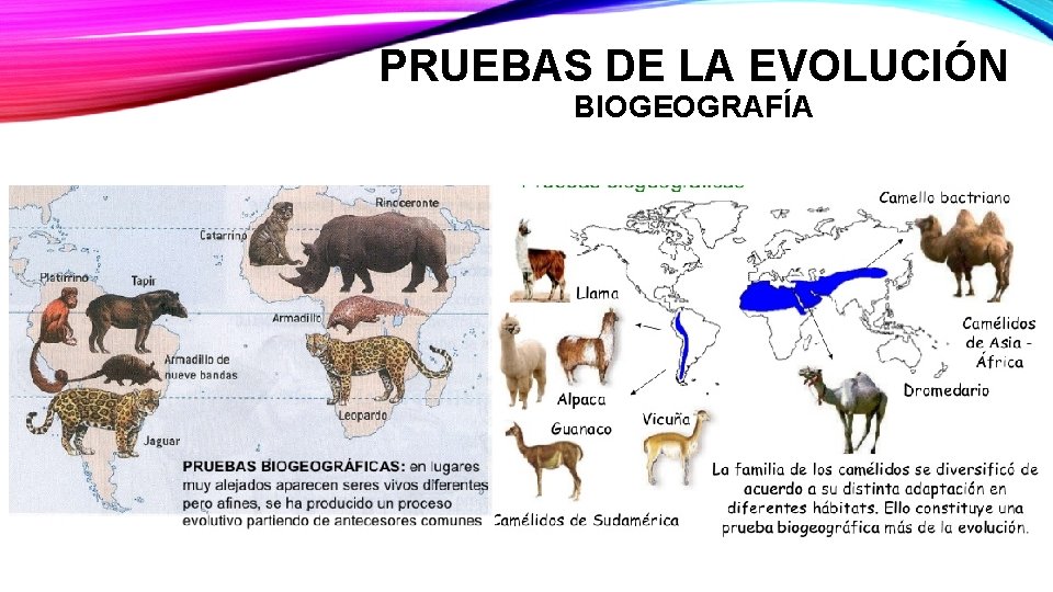 PRUEBAS DE LA EVOLUCIÓN BIOGEOGRAFÍA 