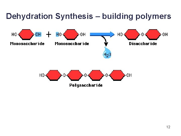 Dehydration Synthesis – building polymers 12 