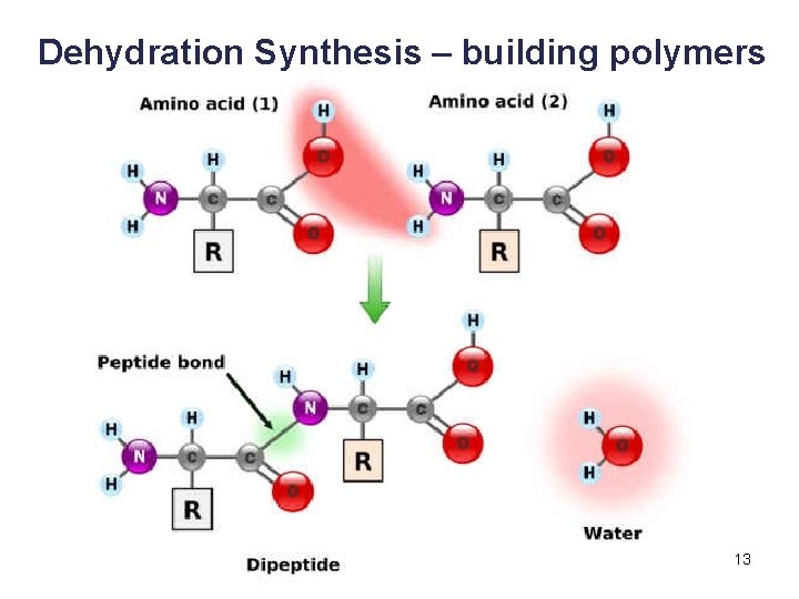 Dehydration Synthesis – building polymers 13 