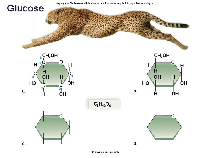 Glucose 6 H C 4 HO a. Copyright © The Mc. Graw-Hill Companies, Inc.