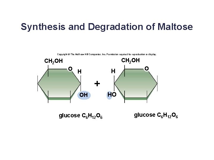Synthesis and Degradation of Maltose Copyright © The Mc. Graw-Hill Companies, Inc. Permission required
