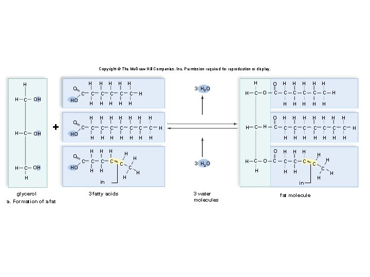 Copyright © The Mc. Graw-Hill Companies, Inc. Permission required for reproduction or display. H