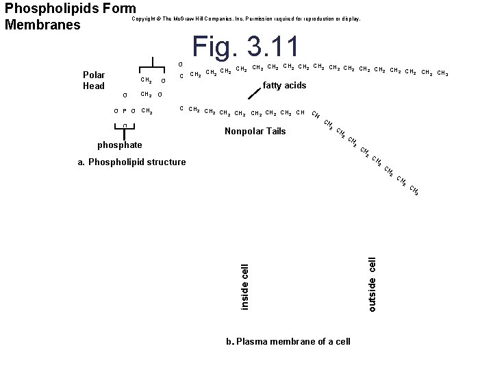 Phospholipids Form Membranes Copyright © The Mc. Graw-Hill Companies, Inc. Permission required for reproduction