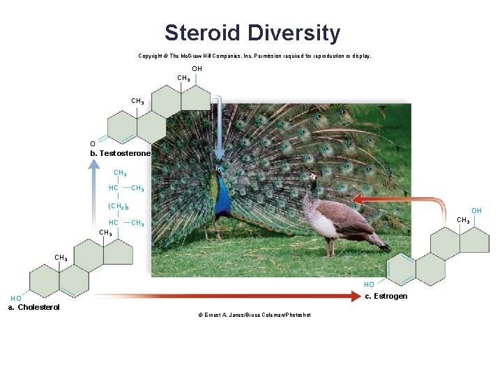 Steroid Diversity Copyright © The Mc. Graw-Hill Companies, Inc. Permission required for reproduction or