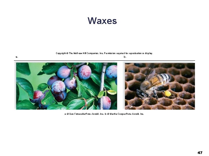 Waxes Copyright © The Mc. Graw-Hill Companies, Inc. Permission required for reproduction or display.
