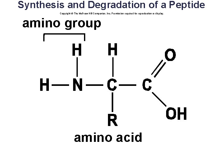 Synthesis and Degradation of a Peptide Copyright © The Mc. Graw-Hill Companies, Inc. Permission