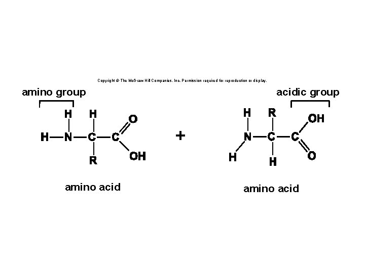 Copyright © The Mc. Graw-Hill Companies, Inc. Permission required for reproduction or display. amino