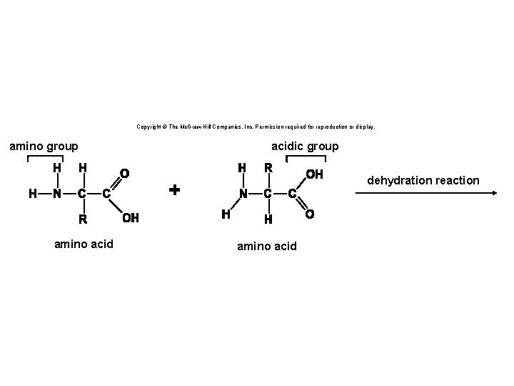 Copyright © The Mc. Graw-Hill Companies, Inc. Permission required for reproduction or display. amino