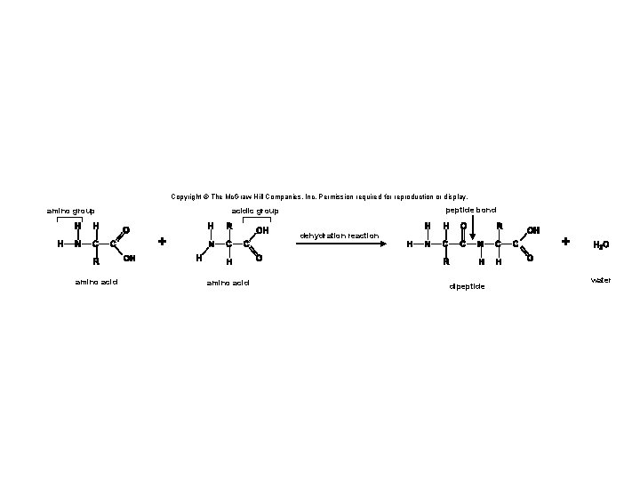 Copyright © The Mc. Graw-Hill Companies, Inc. Permission required for reproduction or display. amino