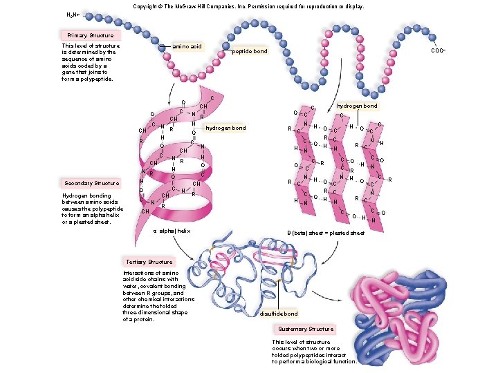 Copyright © The Mc. Graw-Hill Companies, Inc. Permission required for reproduction or display. H