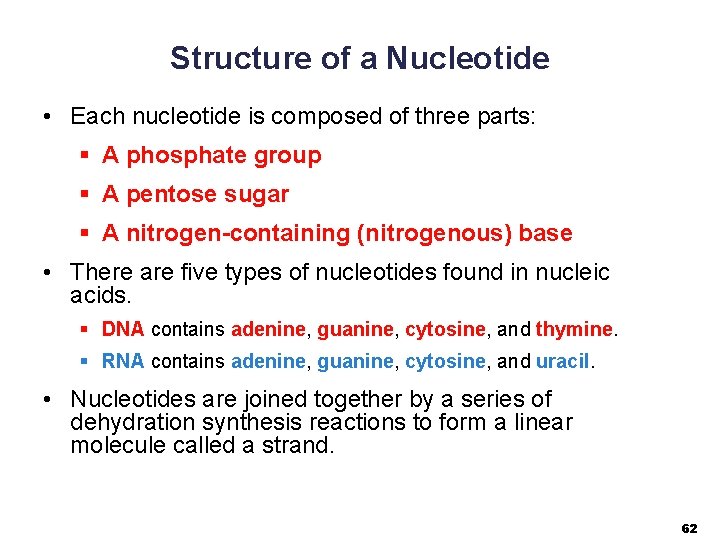 Structure of a Nucleotide • Each nucleotide is composed of three parts: § A