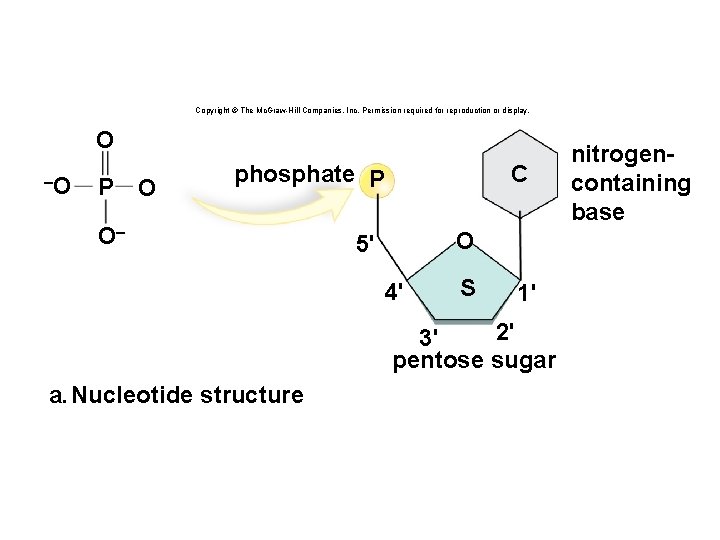 Copyright © The Mc. Graw-Hill Companies, Inc. Permission required for reproduction or display. O