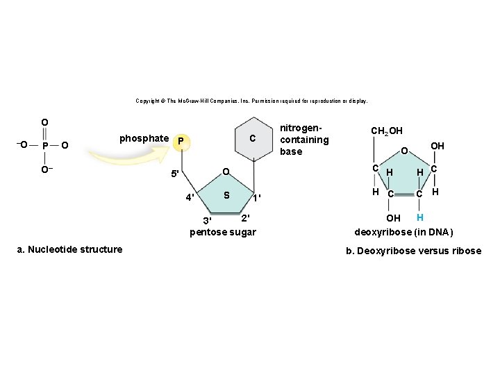 Copyright © The Mc. Graw-Hill Companies, Inc. Permission required for reproduction or display. O
