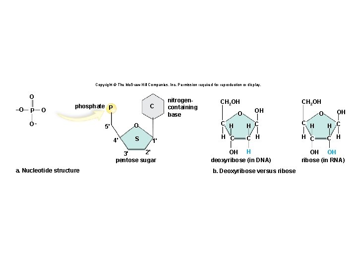 Copyright © The Mc. Graw-Hill Companies, Inc. Permission required for reproduction or display. O