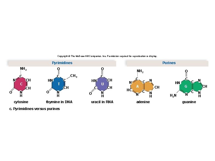 Copyright © The Mc. Graw-Hill Companies, Inc. Permission required for reproduction or display. Pyrimidines