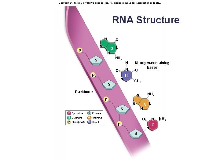 Copyright © The Mc. Graw-Hill Companies, Inc. Permission required for reproduction or display. RNA