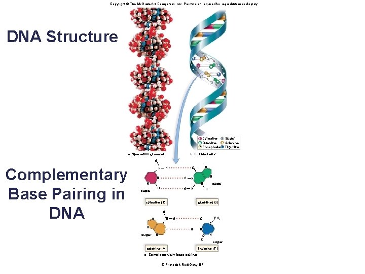 Copyright © The Mc. Graw-Hill Companies, Inc. Permission required for reproduction or display. DNA