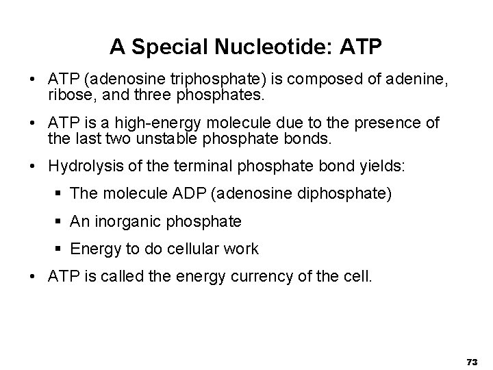 A Special Nucleotide: ATP • ATP (adenosine triphosphate) is composed of adenine, ribose, and