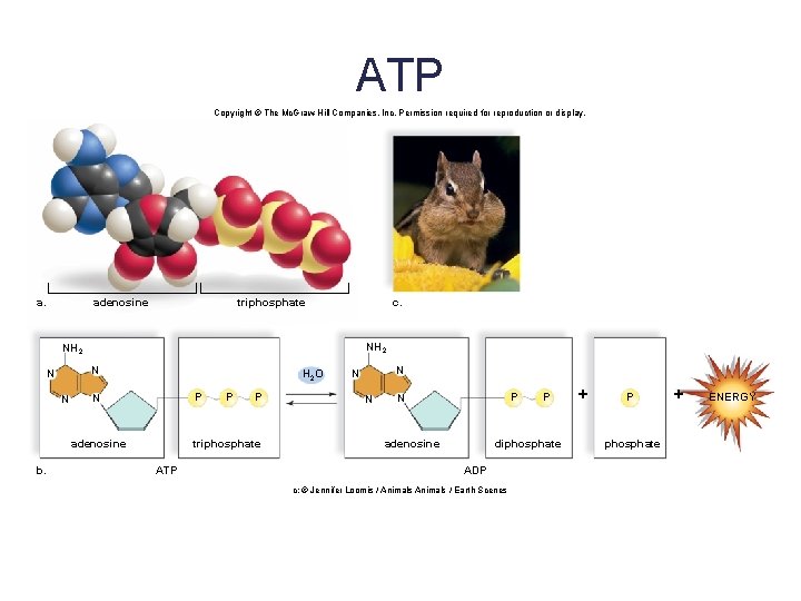 ATP Copyright © The Mc. Graw-Hill Companies, Inc. Permission required for reproduction or display.