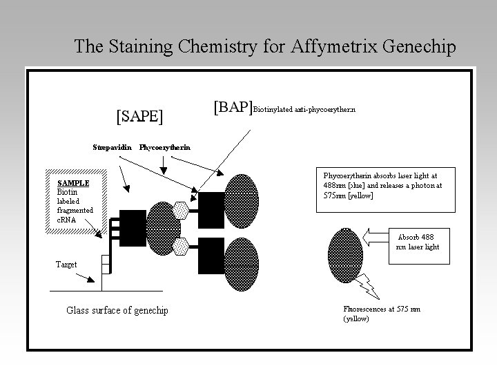 The Staining Chemistry for Affymetrix Genechip 