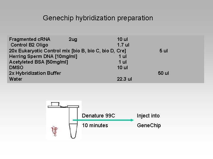 Genechip hybridization preparation Fragmented c. RNA 2 ug Control B 2 Oligo 20 x